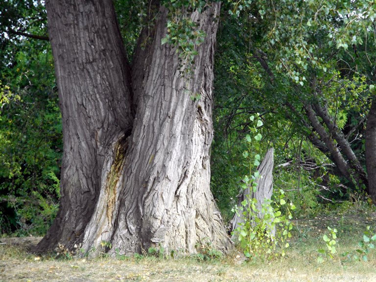 Gurgy 21